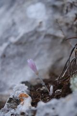 Colchicum pusillum