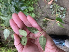 Vincetoxicum nigrum