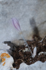 Colchicum pusillum