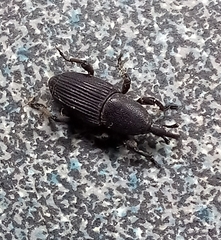 Cosmopolites sordidus