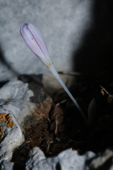Colchicum pusillum