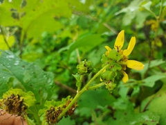 Smallanthus maculatus