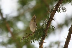 Zosterops abyssinicus