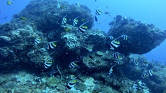 Heniochus diphreutes