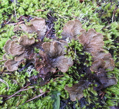 Peltigera membranacea