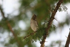 Zosterops abyssinicus