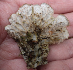 Peltigera membranacea