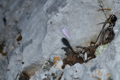 Colchicum pusillum