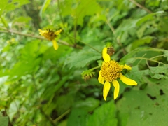 Smallanthus maculatus