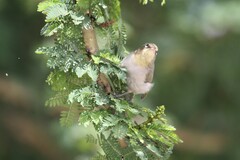 Zosterops abyssinicus