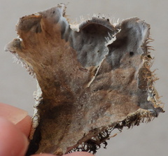 Peltigera membranacea