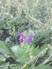 Salvia pratensis