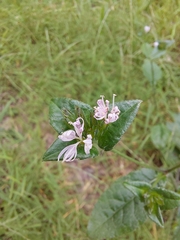 Elephantopus carolinianus