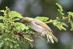 Zosterops abyssinicus