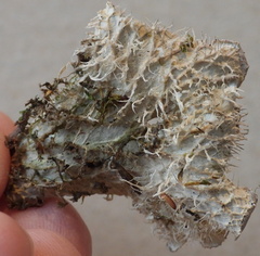 Peltigera membranacea