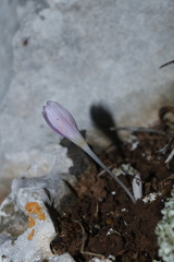 Colchicum pusillum