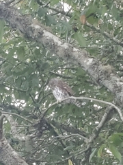 Glaucidium gnoma