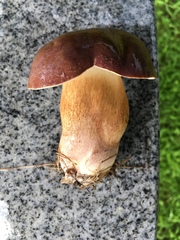 Tylopilus ferrugineus