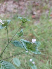 Elephantopus carolinianus