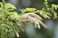 Zosterops abyssinicus