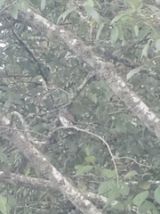 Glaucidium gnoma