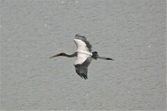 Mycteria ibis