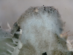 Peltigera membranacea