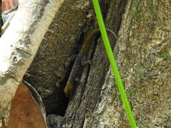 Gonatodes albogularis albogularis