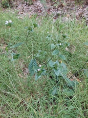 Elephantopus carolinianus