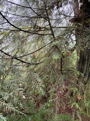 Thuja plicata