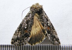Syngrapha altera