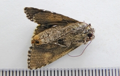 Syngrapha altera