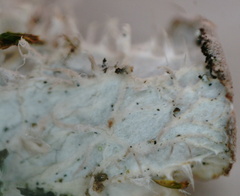 Peltigera membranacea