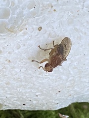 Dryomyza anilis