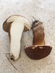 Tylopilus ferrugineus
