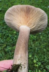 Lactarius picinus