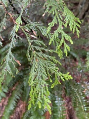 Thuja plicata
