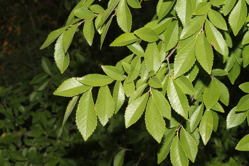 Ulmus parvifolia