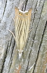 Chrysoteuchia culmella