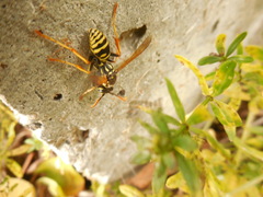 Polistes nimpha