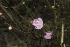 Agalinis edwardsiana