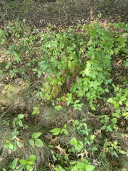 Toxicodendron pubescens