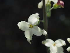 Sibara anethifolia