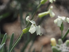 Sibara anethifolia