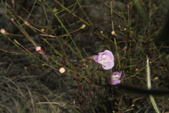 Agalinis edwardsiana