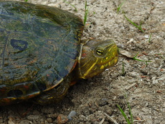 Trachemys callirostris