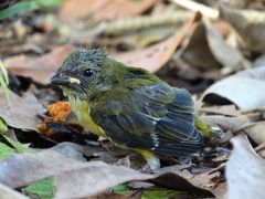 Euphonia affinis