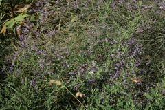 Limonium meyeri
