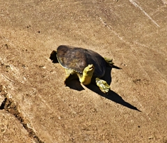 Apalone spinifera pallida