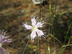 Dianthus broteri